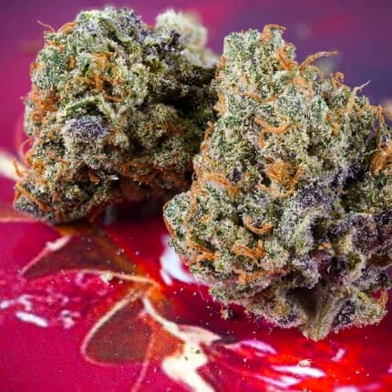 Auto Strawberry Soda > Dutch Passion | Autoflowering Cannabis   |  Hybrid